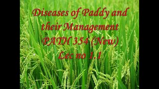 Diseases of Paddy Rice and their Management PATH 354 New Lec no 11 [upl. by Enoyrt]