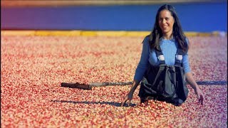 My BIGGEST Regret on My BIGGEST Video Cranberry Harvest [upl. by Richter]