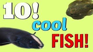 TOP 10 COOLEST LOOKING TROPICAL FISH FOR YOUR AQUARIUM [upl. by Uolyram]