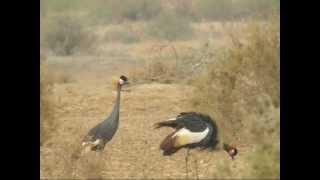 Black Crowned Crane Balearica pavonina [upl. by Tien]