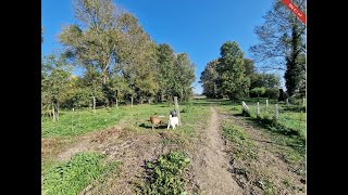 Renoviertes Bauernhaus in Ungarn mit großem Grundstück für Pferdehaltung geeignet ABA CM157 [upl. by Asiela320]