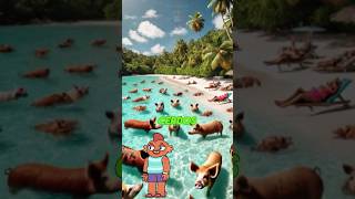 🏝️Pig Beach ¡La Isla de los Cerdos🐷Nadadores en Bahamas🌊datoscuriosos [upl. by Kolnick169]