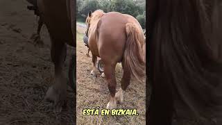 🐎Potro de 4 meses y medio Muy buenos orígenes🐎 caballos caballo caballosespanoles [upl. by Amehr]