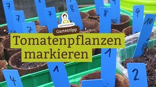 Wie hält man gesäte Tomatensorten auseinander [upl. by Sherer720]