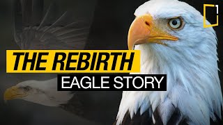 The Rebirth of the Eagle Inspiring Story  Change for Survival [upl. by Gian]