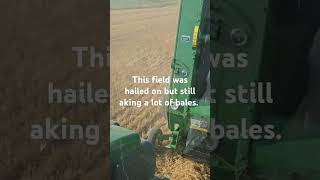 Baling wheat straw familyfarm farmequipment johndeere farming 6r baler wheat harvest 2024 [upl. by Kcirttap]