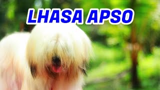 സുന്ദര കുട്ടൻ Lhasa apso ECO OWN MEDIA Cute puppy Malayalam [upl. by Nosittam]