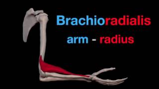 Arm Muscles 19 Brachioradialis [upl. by Ahsenid]