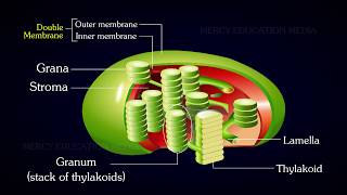 Structure of Chloroplast [upl. by Niwre]