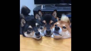 shibas with yoshi sounds yoshibas [upl. by Doowle428]