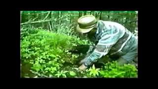 Weaving Spruce Root Baskets [upl. by Malkin]