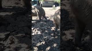 Capybara capybara 😍😍😍 [upl. by Owens]