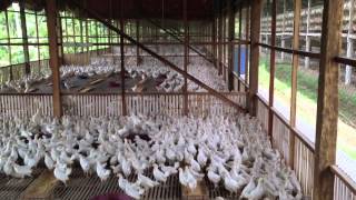 Growing Chickens for Egg Production in the Philippines [upl. by Ammeg356]