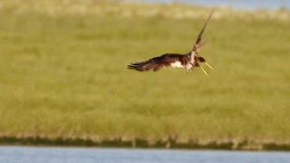 Biesbosch  Marsh Harrier hunting  Panasonic GH3 test slow motion HD [upl. by Annaiuq976]