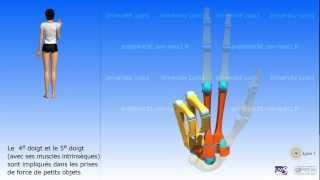 La main Métacarpe et phalanges [upl. by Haibot]