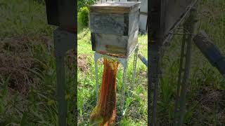 Capturing a Swarm of Japanese Honeybees [upl. by Burnley]