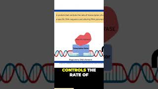 Transcription Factors 101 [upl. by Carley]