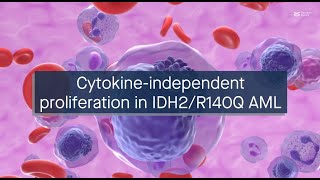 IDH2R140Q mutation causes cytokineindependent proliferation via STAT35 phosphorylation in AML [upl. by Ynohtna]