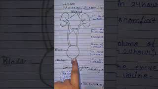 Simple introduction ofurinarysystem  nursing students 👍👍👍👍👍👍👍 viralvideo [upl. by Eedyak]