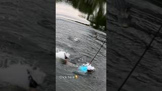 Fisherman Gets Chased By Alligator🐊😱 shorts [upl. by Grunberg]