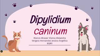 Dipylidium caninum [upl. by Belac]