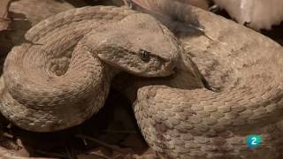 Grandes DocumentalesAlamto el paraíso de los reptiles [upl. by Aicekat]