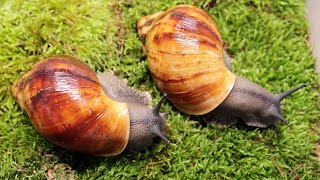 Archachatina Marginata snails [upl. by Anej774]