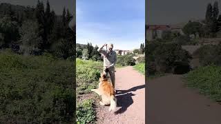 MALINOIS VS TERVUEREN [upl. by Acinnad]