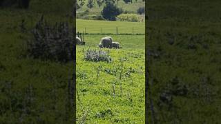 CARNERO shortvideo sheep [upl. by Vidal252]