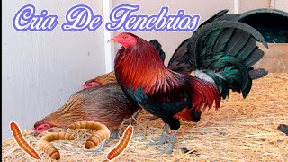 CRIA DEL TENEBRIO MOLLITORALIMENTACION EN GALLOS DE PELEA [upl. by Analrahc892]