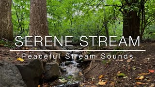 You can relax with the calming sound of a gentle stream 😌🌳 [upl. by Gwynne]