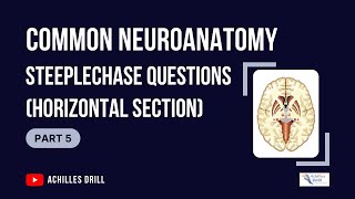 HORIZONTAL SECTION of the Brain Common NEUROANATOMY STEEPLECHASE Questions PART 5 [upl. by Huang]