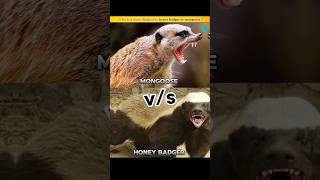 Which is more dangerous honey badger or mongoose   factsinhindi  youtubeshorts [upl. by Lerud]