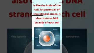 What is the Function of the Nucleus [upl. by Carlile]