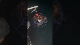 How is your lobster season going 🎥 wetwillyfishing [upl. by Ariik184]