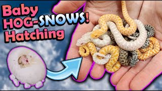 Baby SNOW Hognose Snakes Hatching [upl. by Arsuy]