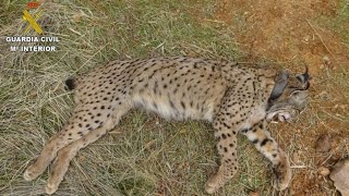 Un CAZADOR MATA a un LINCE IBÉRICO💀 [upl. by Glick]