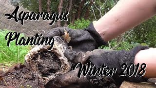 July in the Garden  Planting asparagus  a Pea Frame [upl. by Stormie]