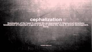 What does cephalization mean [upl. by Fasto]