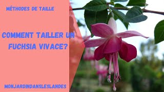 Comment tailler un Fuchsia vivace  Monjardindansleslandes [upl. by Ximena]