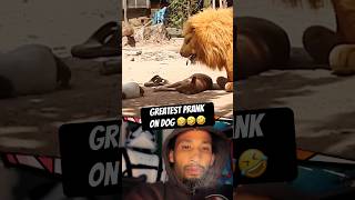 Funniest prank on sleeping dog 😂 Fake lion scared dog prank dailymemes funnymemes hahaha [upl. by Enad367]