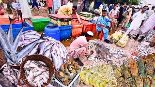 Explore Karachi Fishery amp Current Fish Prices 2024quot Morning Fish Market  Seafood At Wholesale Rates [upl. by Fullerton]