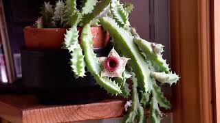 Huernia zebrina in bloom January 2024 [upl. by Anahgem988]