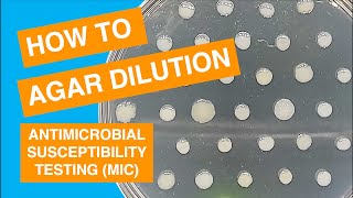 Agar Dilution MIC Susceptibility Test Method [upl. by Rainer132]