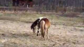 Gotland Pony stallion play [upl. by Solita641]