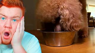 How You Can Really Tell What Is Inside Your Dogs Favourite Food [upl. by Bruns]