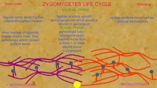 LIFE CYCLE IN ZYGOMYCOTA [upl. by Kazimir833]