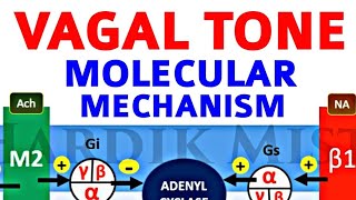 VAGAL TONE  MOLECULAR MECHANISM  MOLECULAR PHYSIOLOGY [upl. by Jeffy]