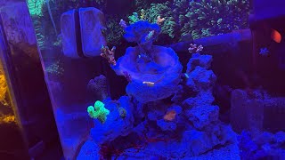 The 3 Gallon SPS Pico Reef Gets an Upgrade [upl. by Donetta]