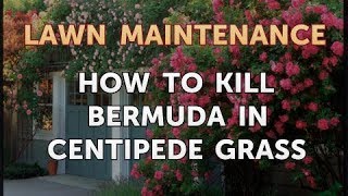 How to Kill Bermuda in Centipede Grass [upl. by Fawcette]